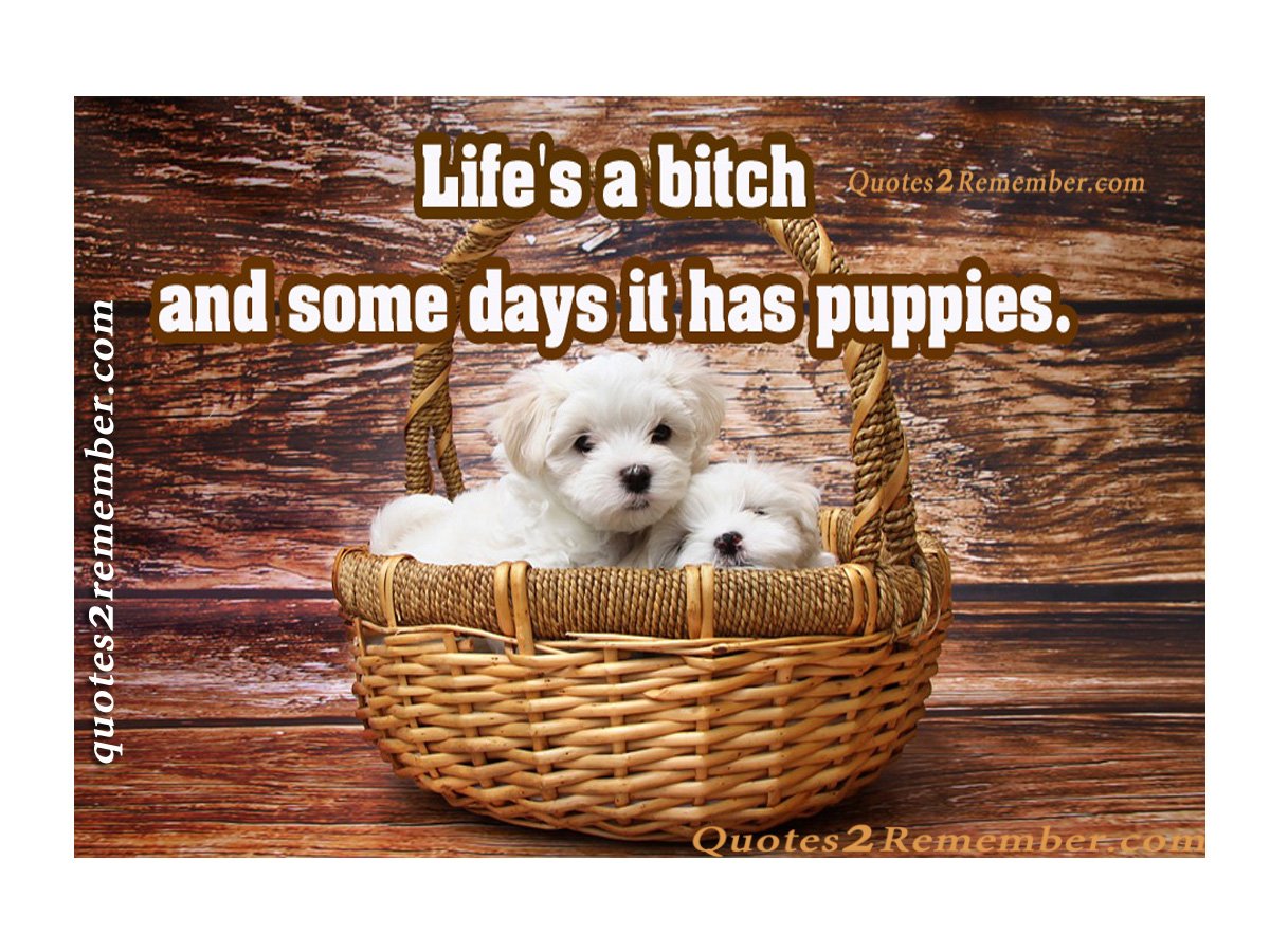 Life’s a bitch and… – Quotes 2 Remember